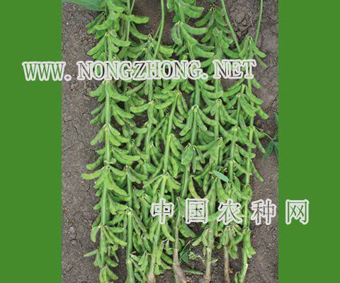 北疆九1号大豆种子